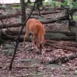 Deer at Fort Lee